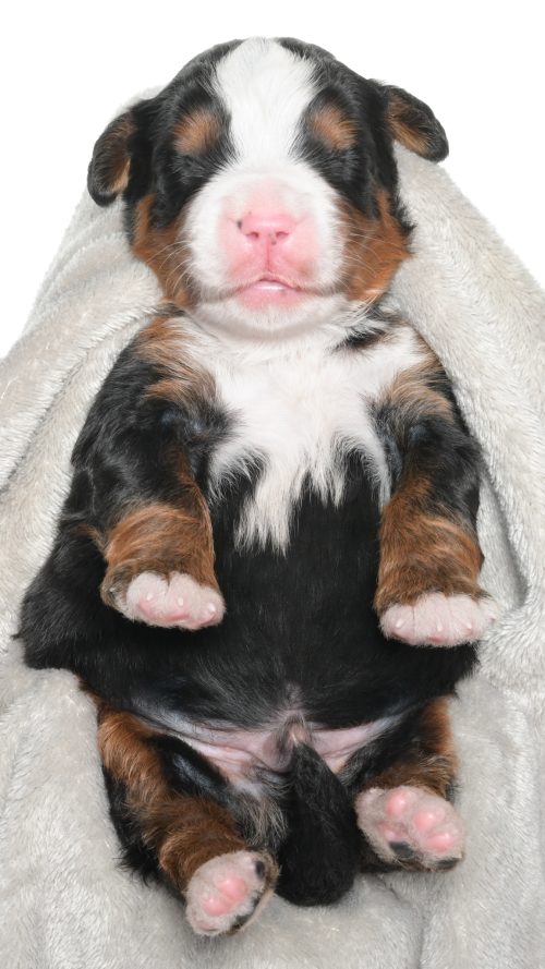 Jubilee – Male #3