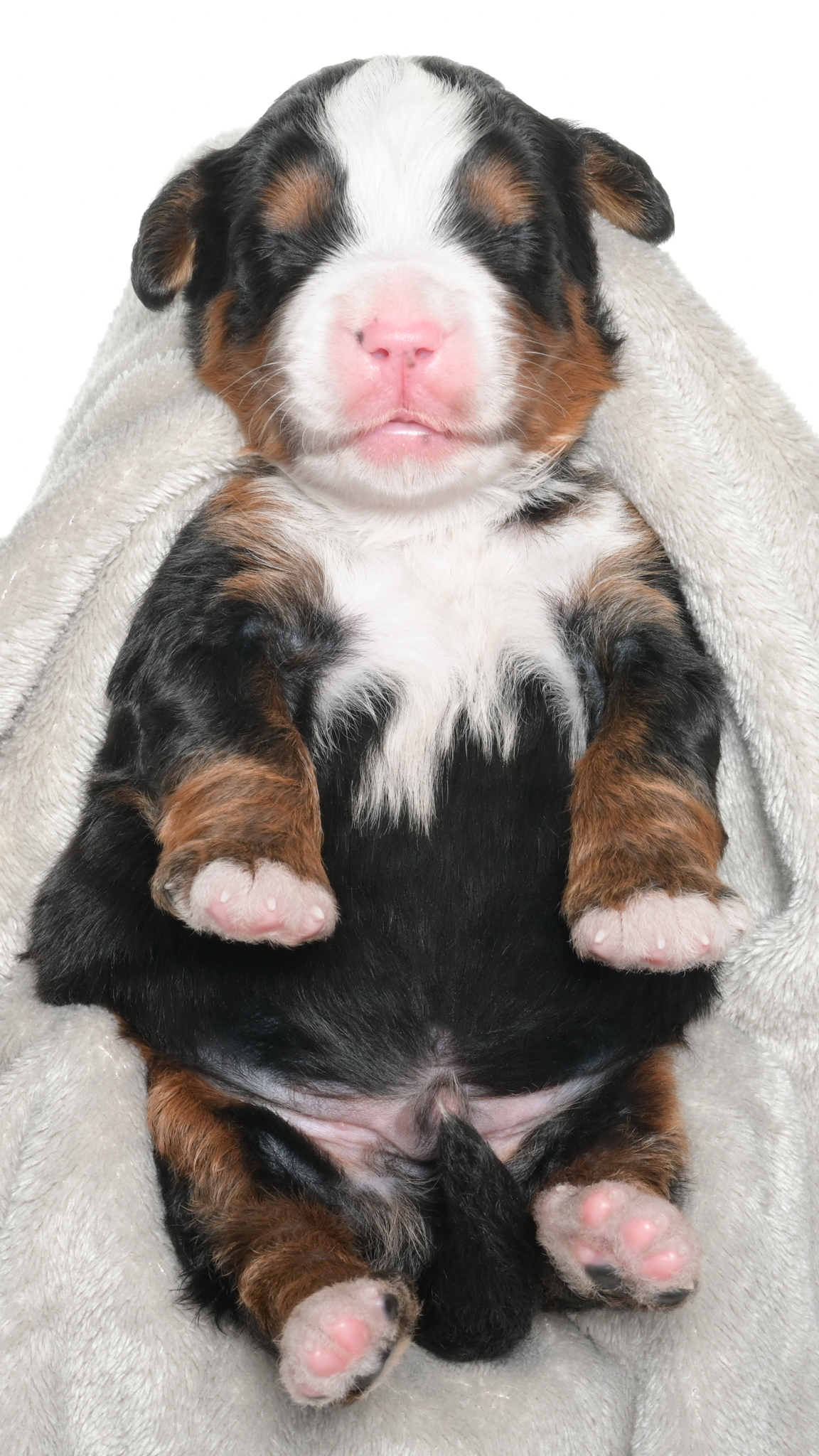 Jubilee – Male #3