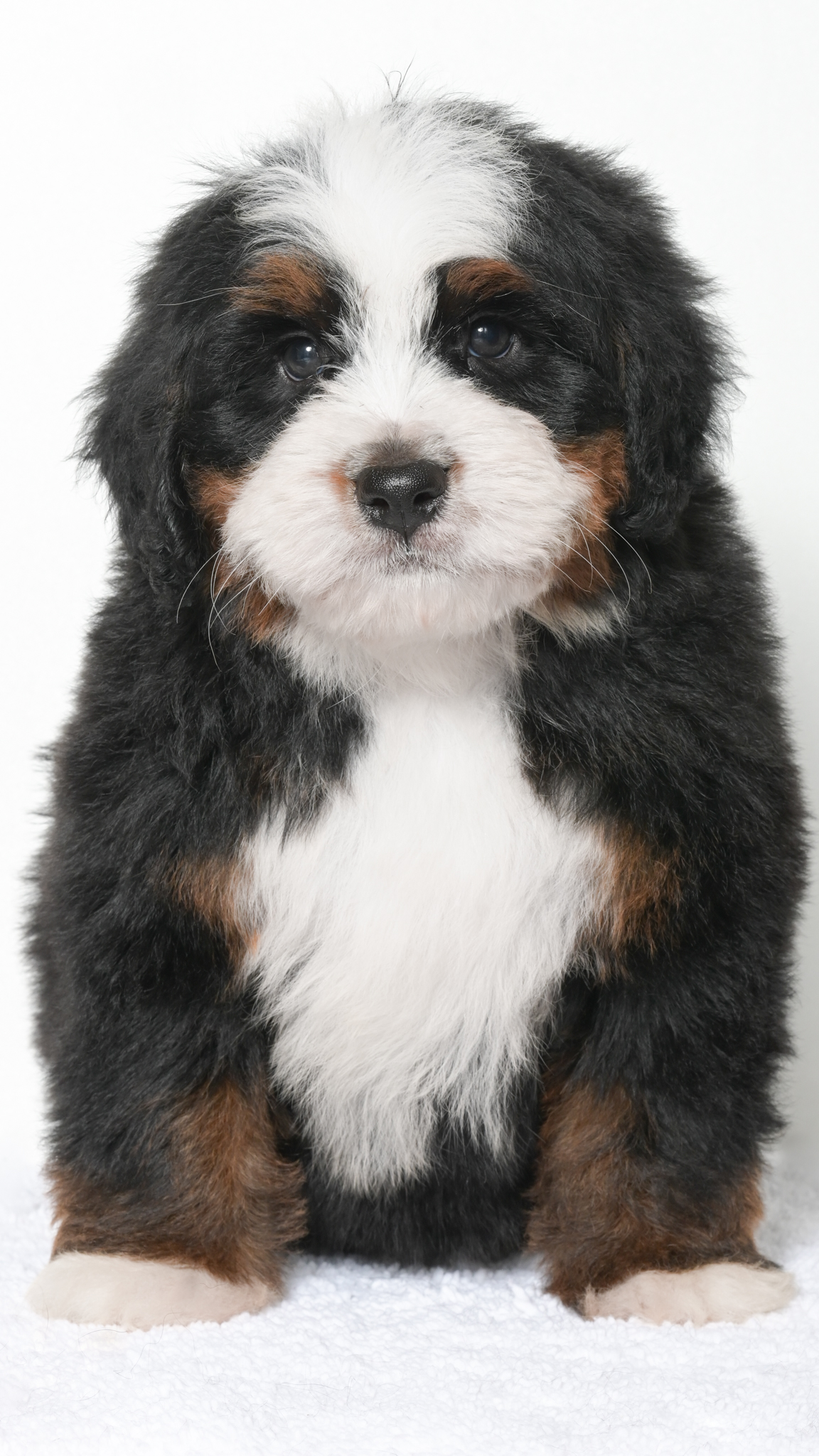 Jubilee – Male #4