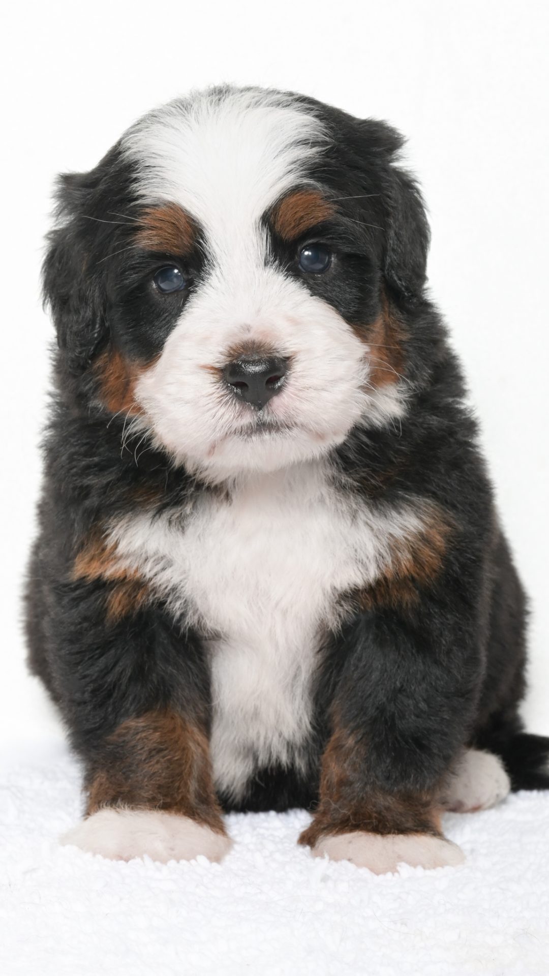 Jubilee – Male #4