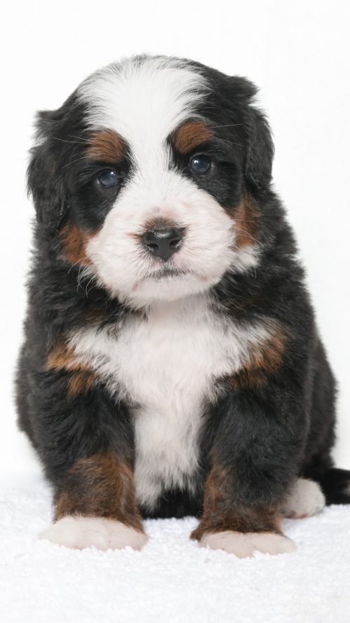 Jubilee – Male #4
