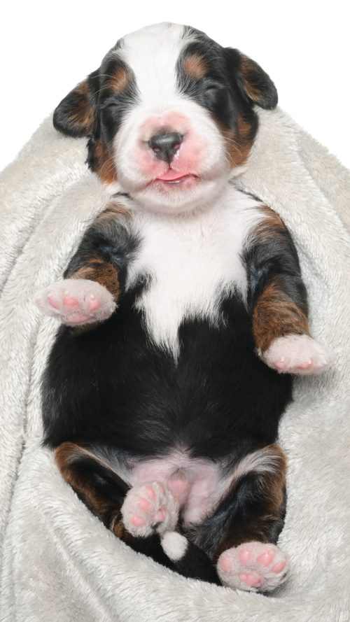 Jubilee – Male #4