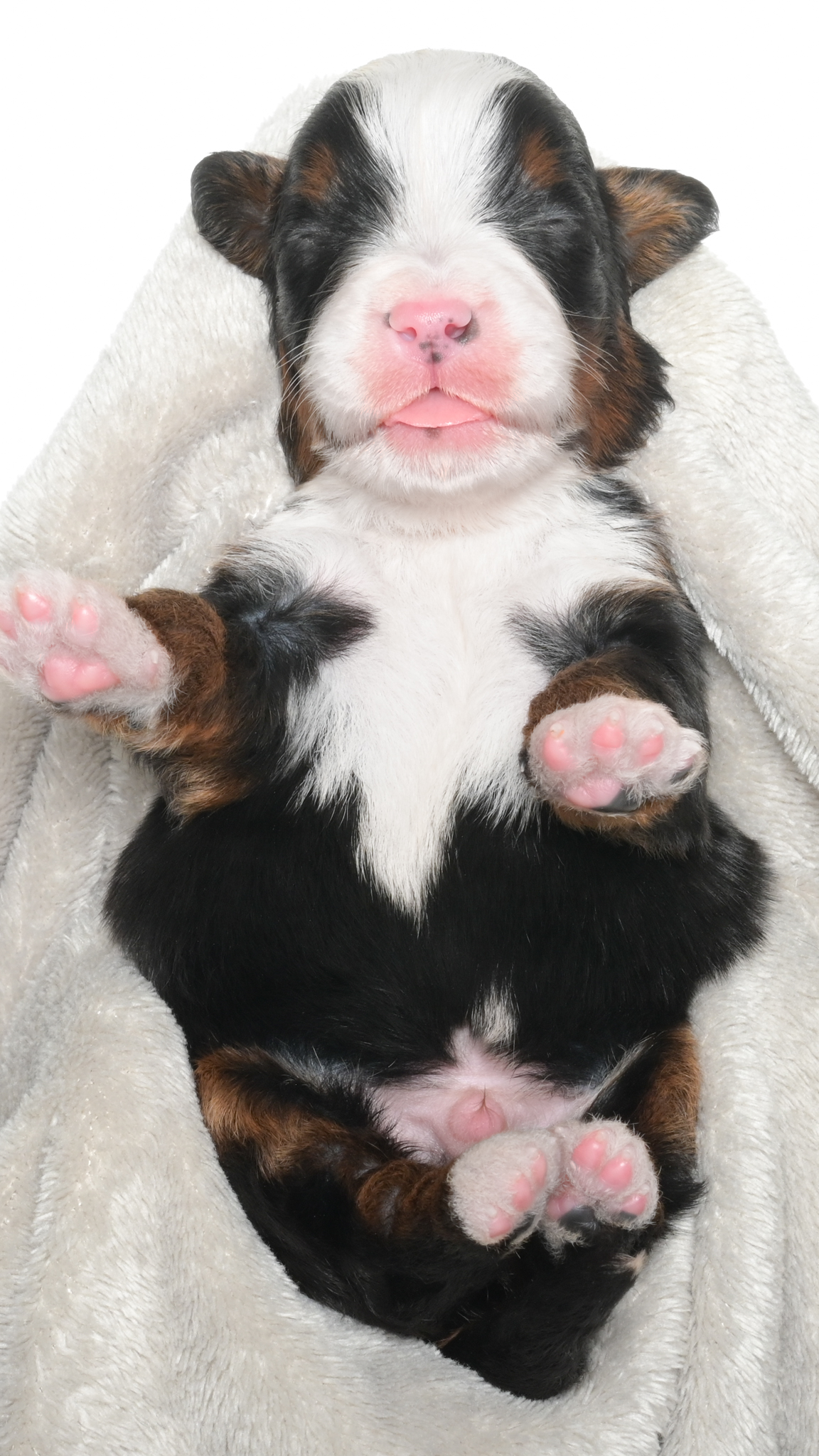Jubilee – Male #5