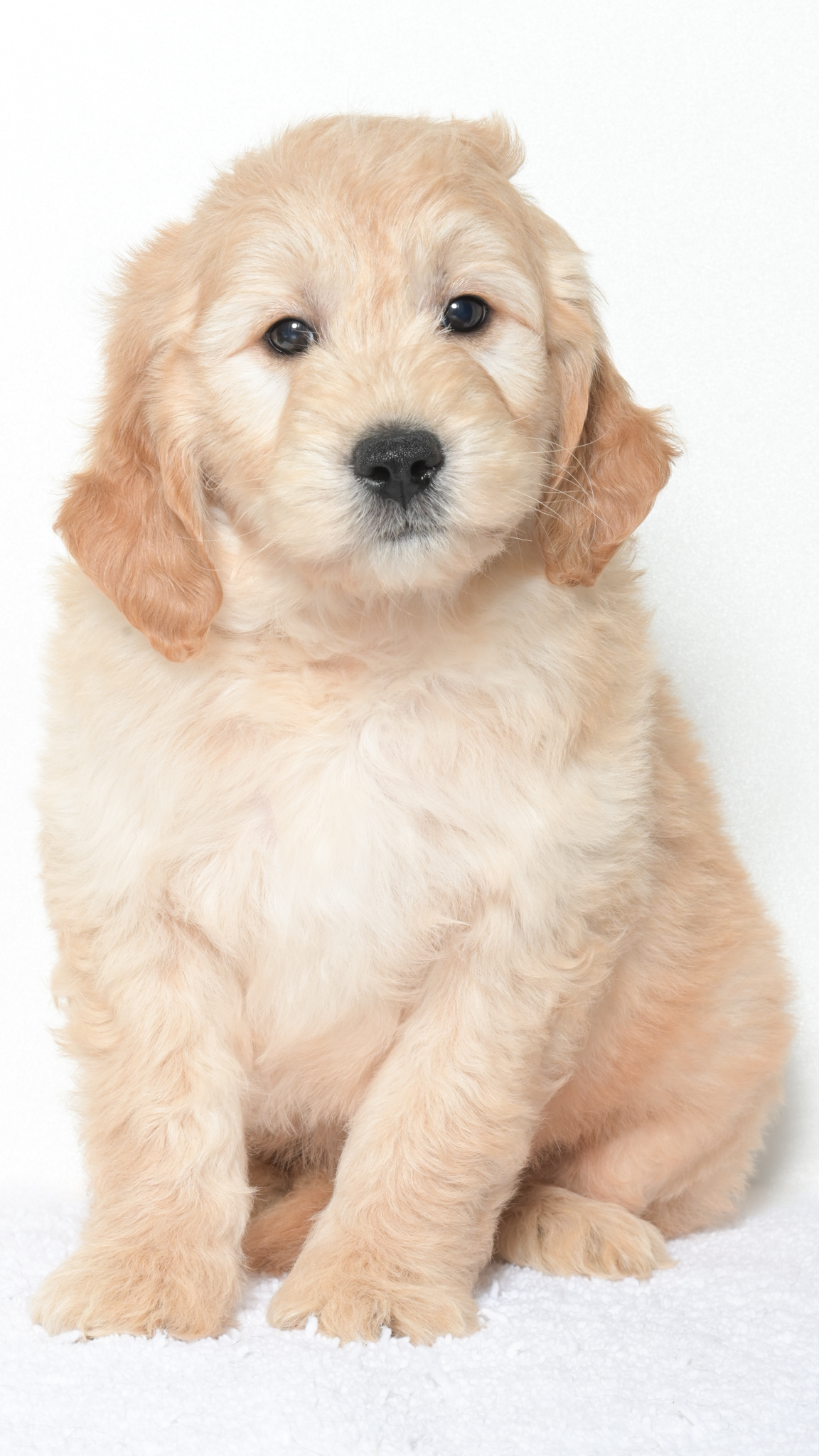 Luma – Male #1