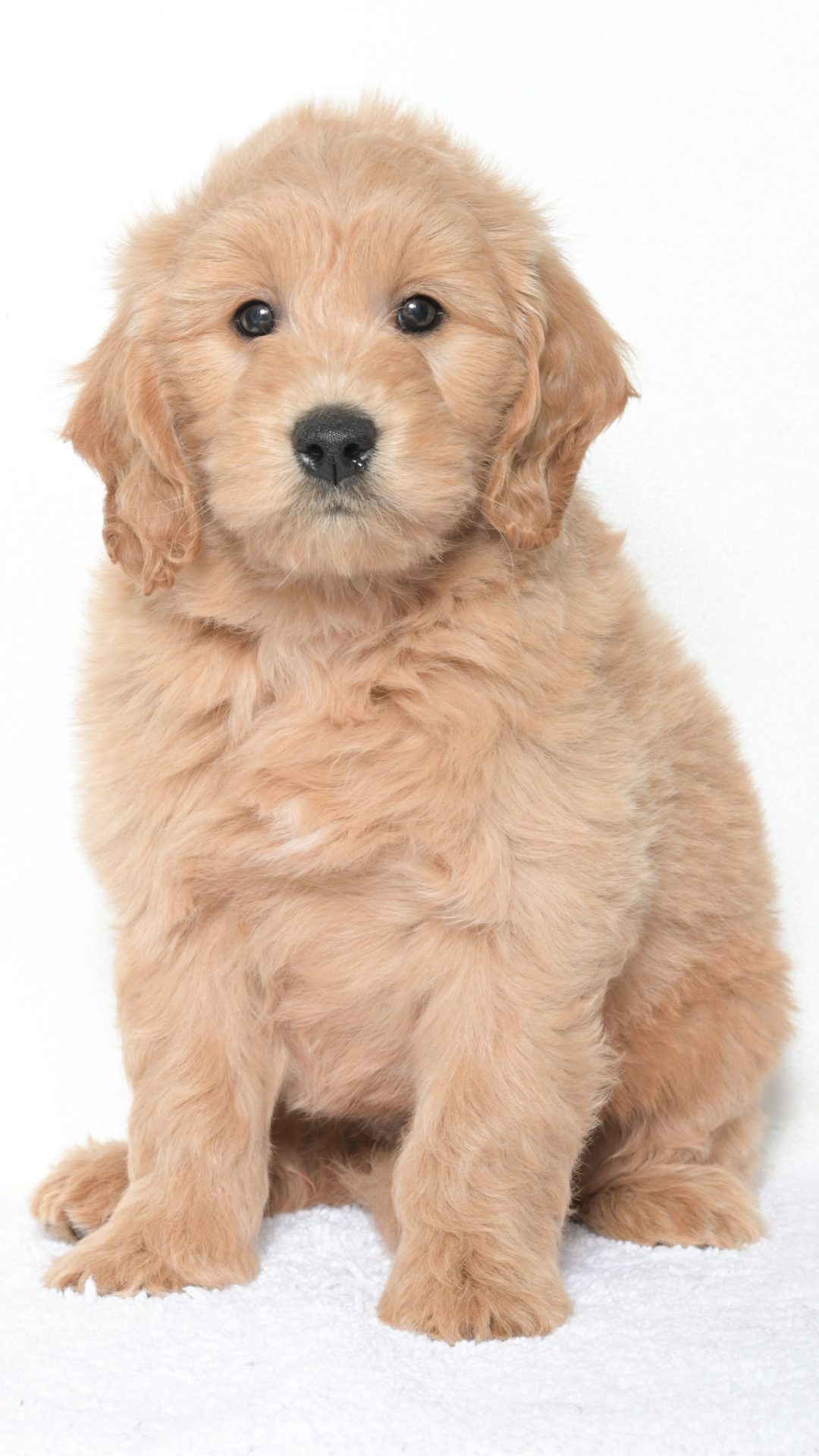 Luma – Male #2