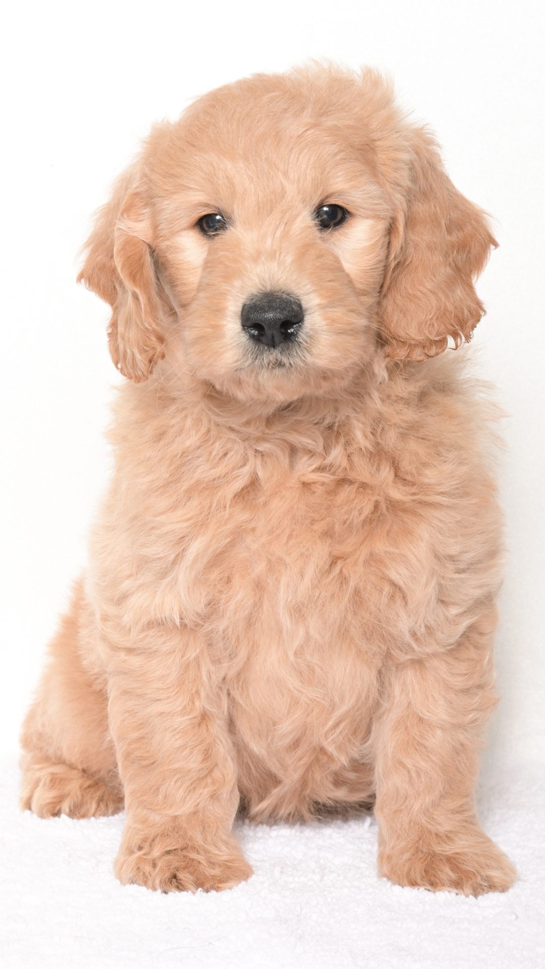 Luma – Male #4