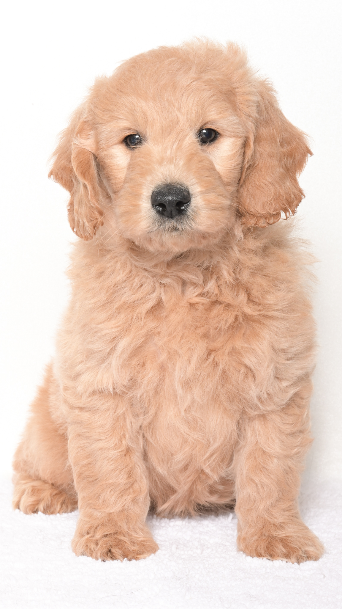 Luma – Male #4