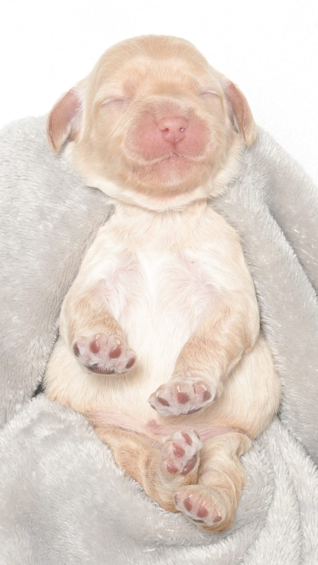 Malibu – Female #1