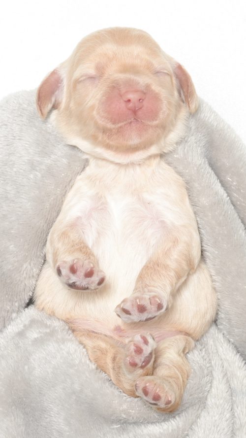 Malibu – Female #1