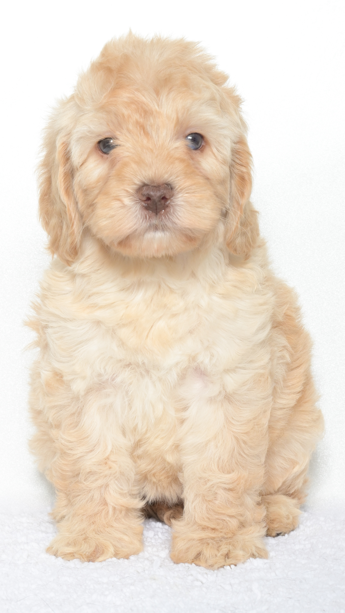 Malibu – Female #1