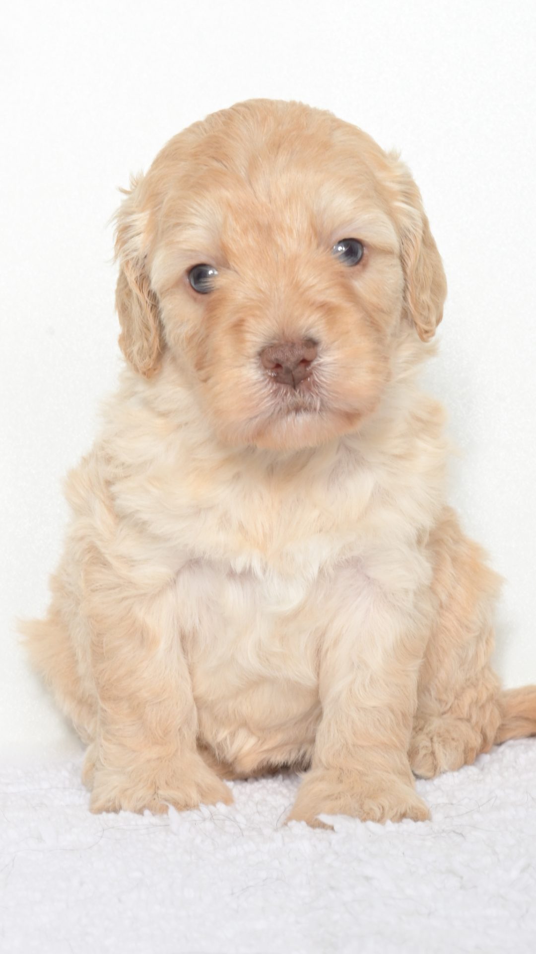 Malibu – Female #1