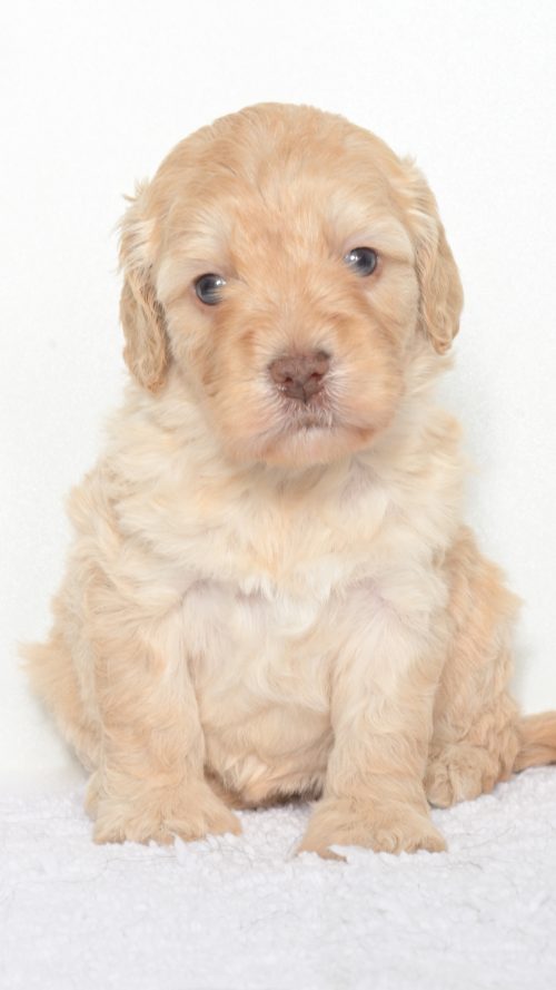 Malibu – Female #1