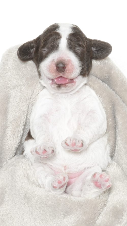 Malibu – Female #2