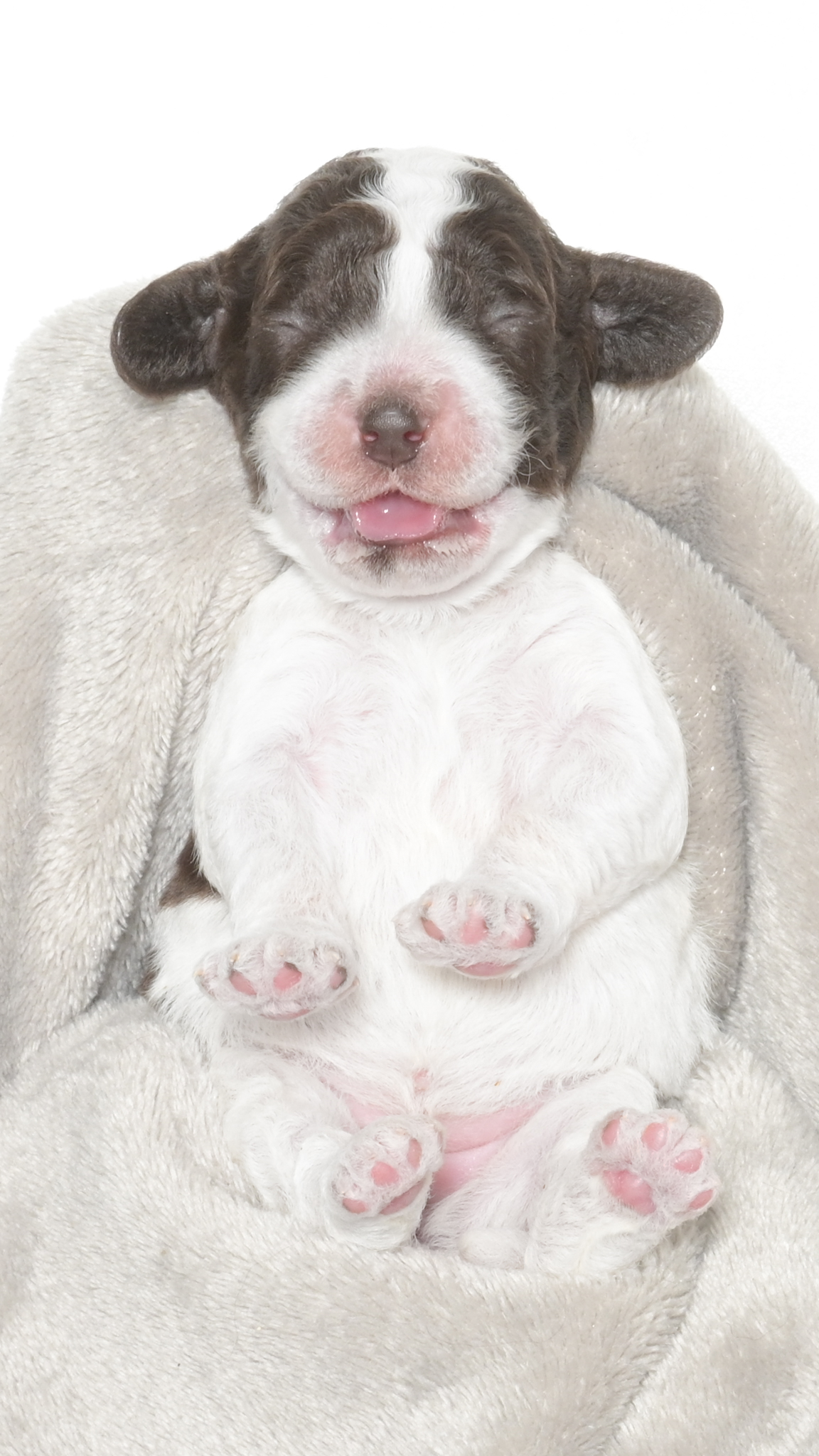 Malibu – Female #2