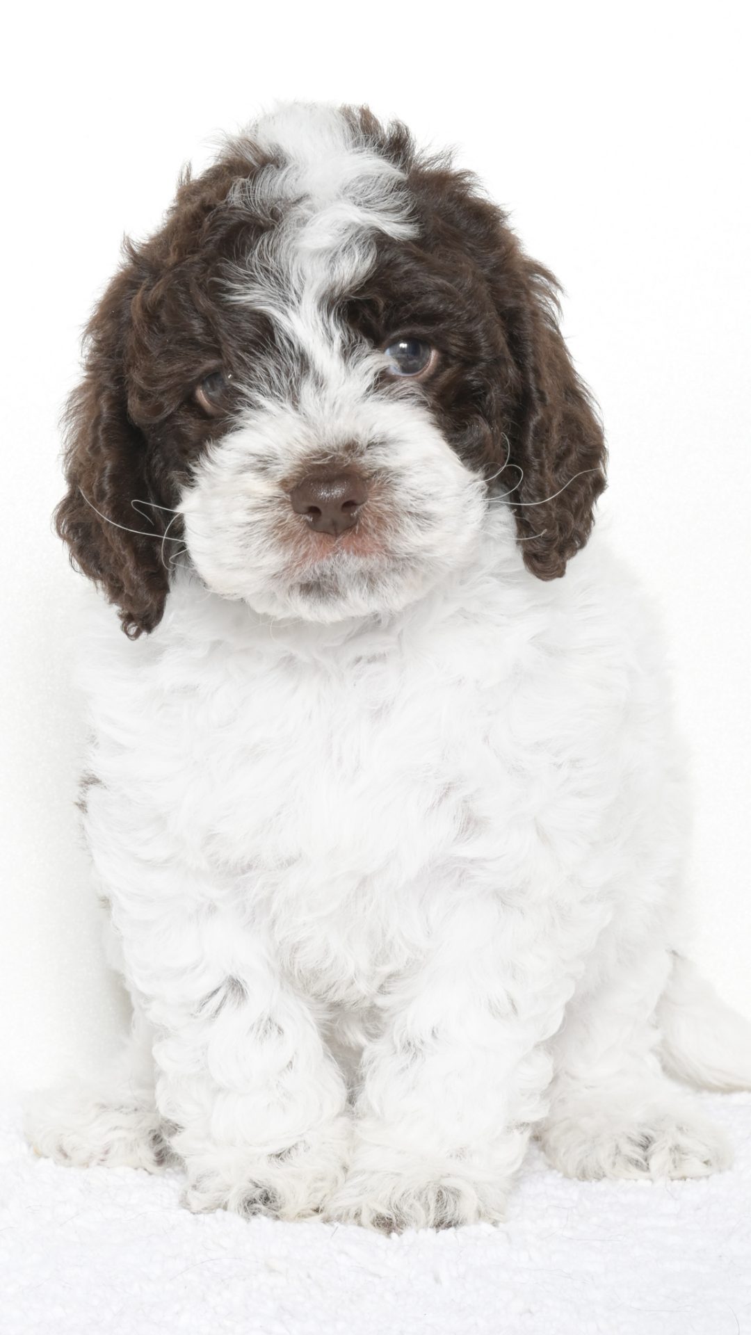 Malibu – Female #2