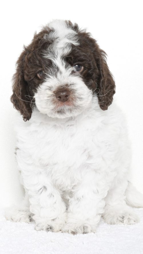 Malibu – Female #2