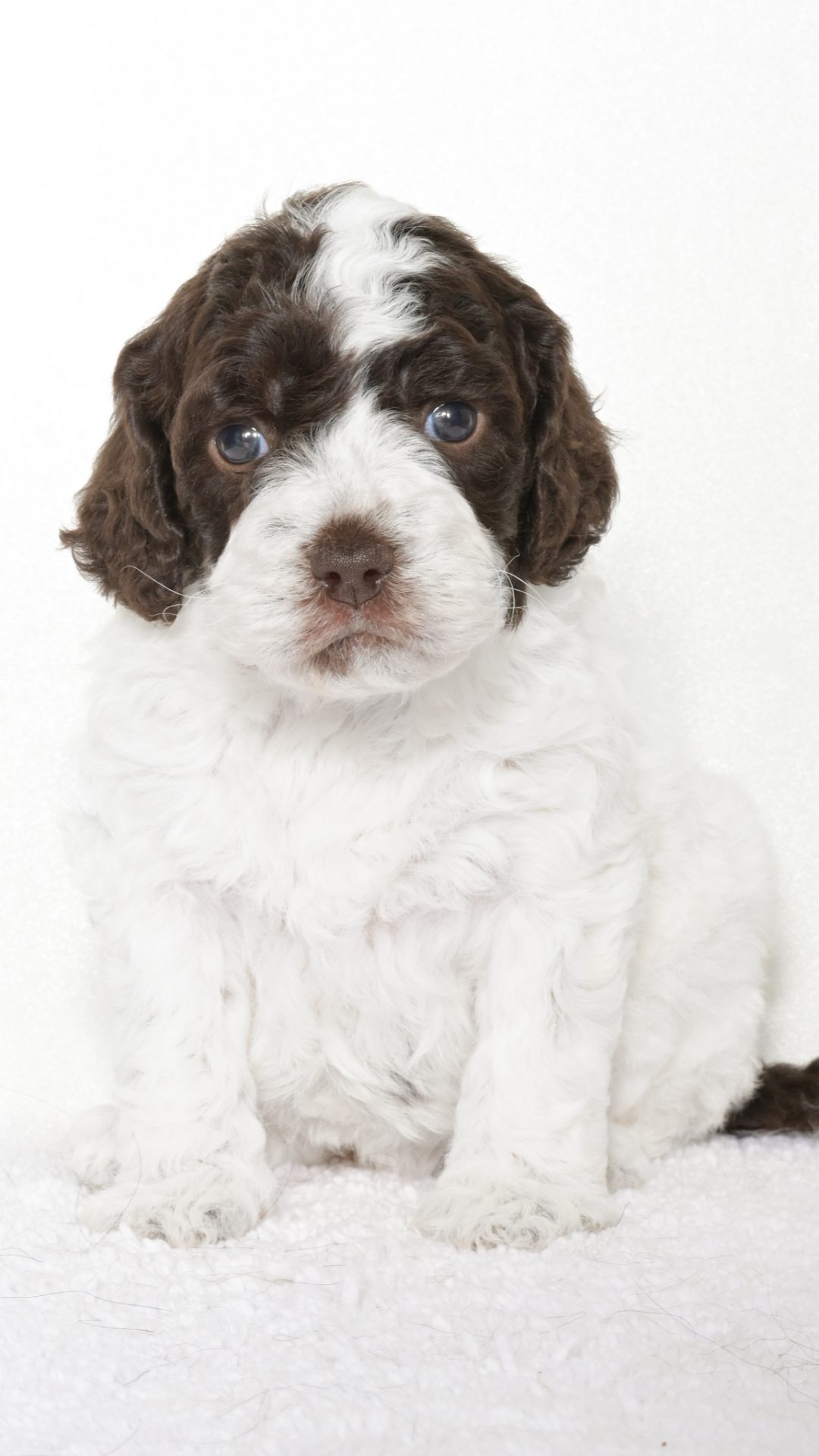 Malibu – Female #2