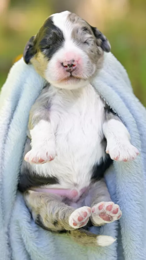 Navy – Male #2