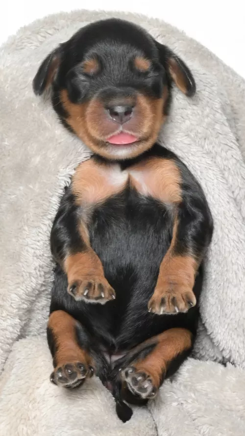 Ohana – Female #2