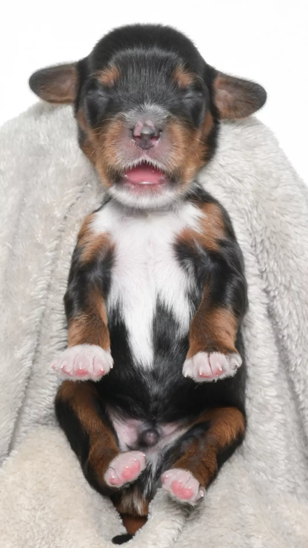 Ohana – Male #1