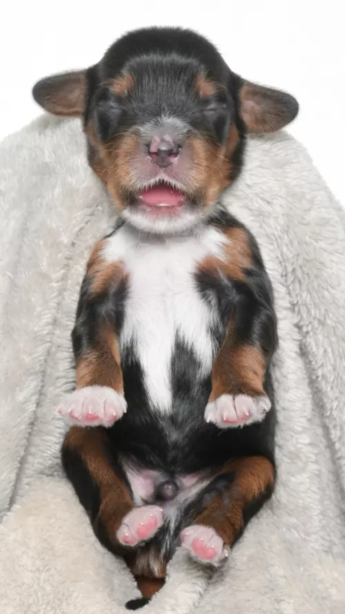 Ohana – Male #1