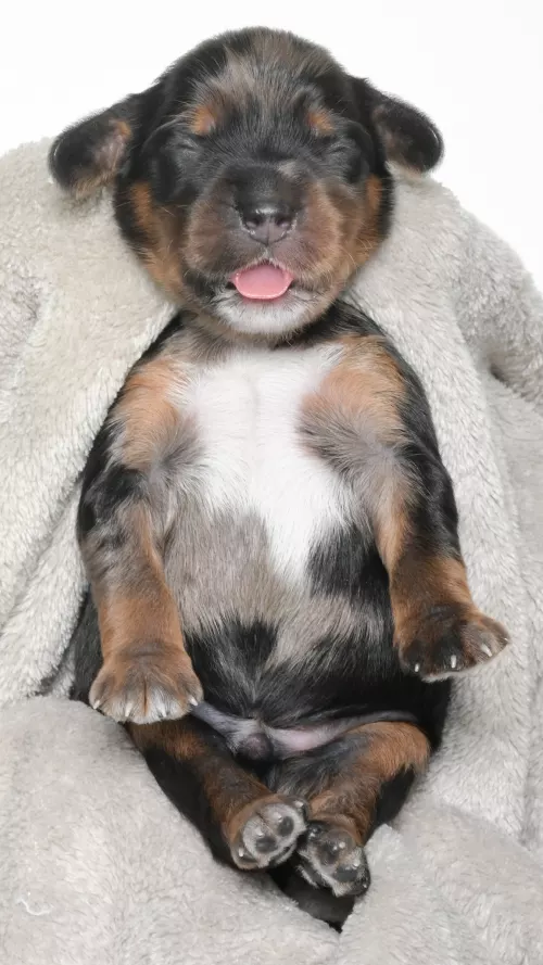 Ohana – Male #2