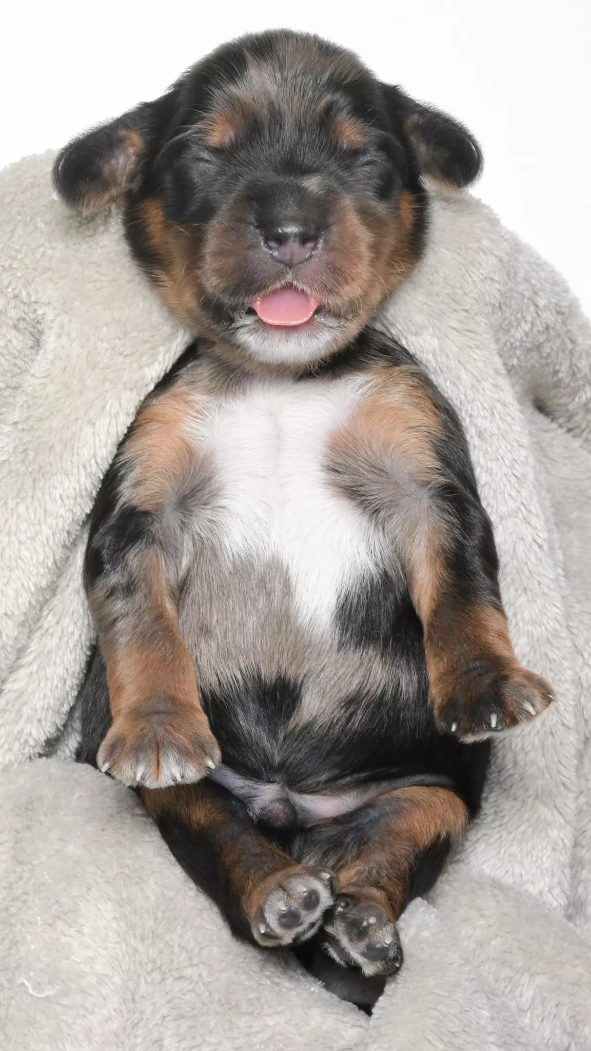 Ohana – Male #2