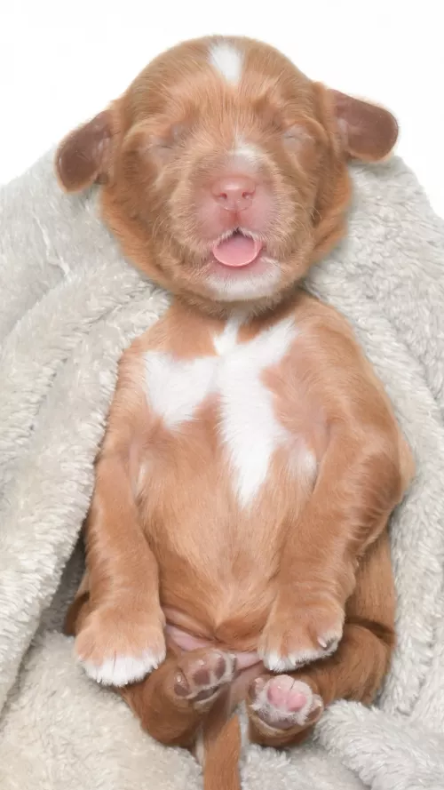 Ohana – Male #3