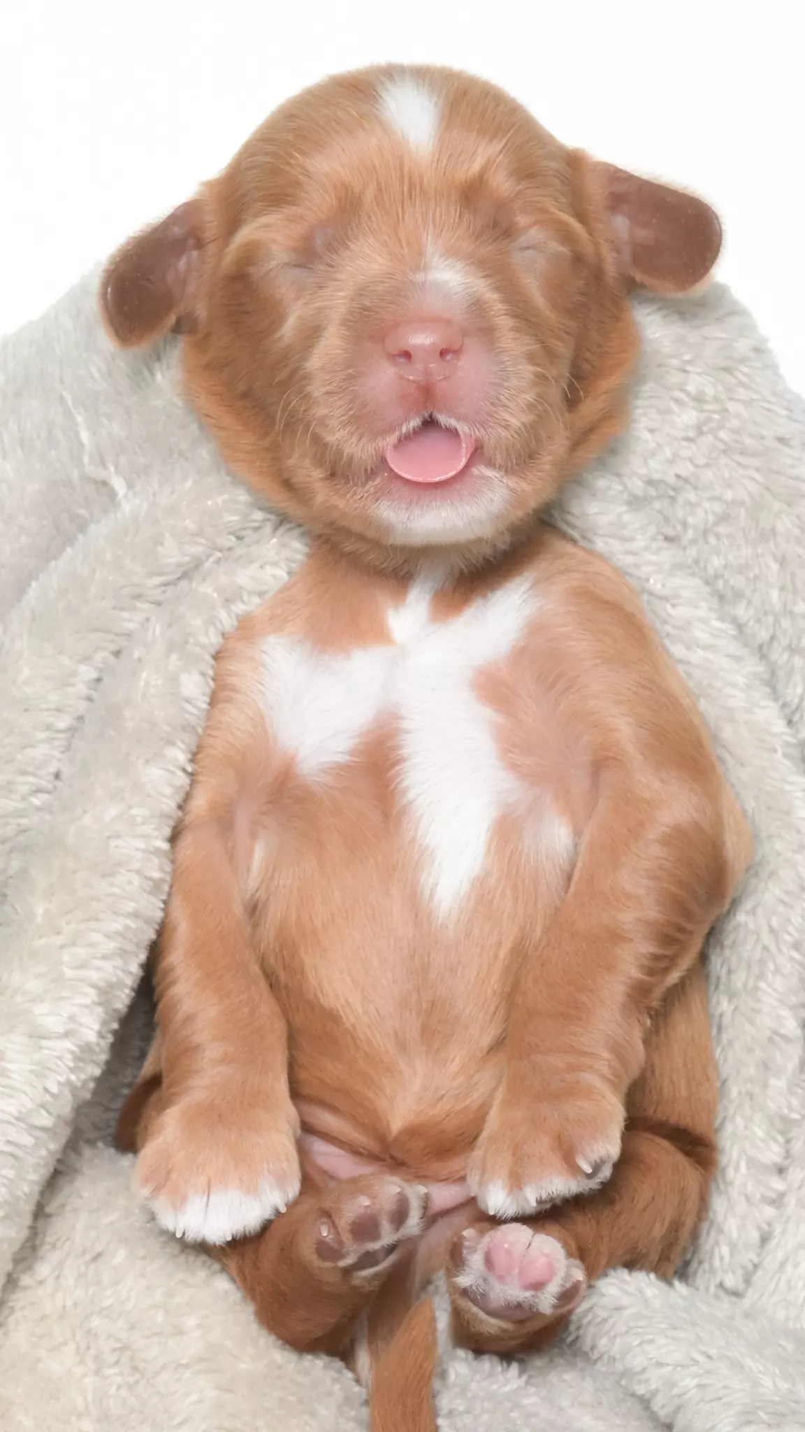 Ohana – Male #3