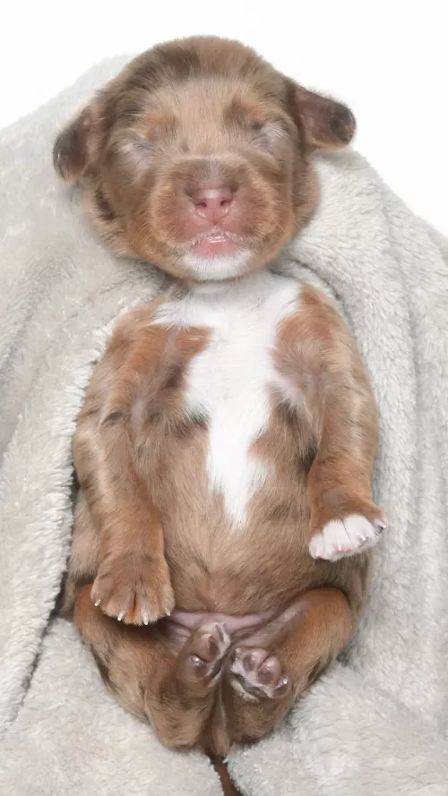 Ohana – Male #4