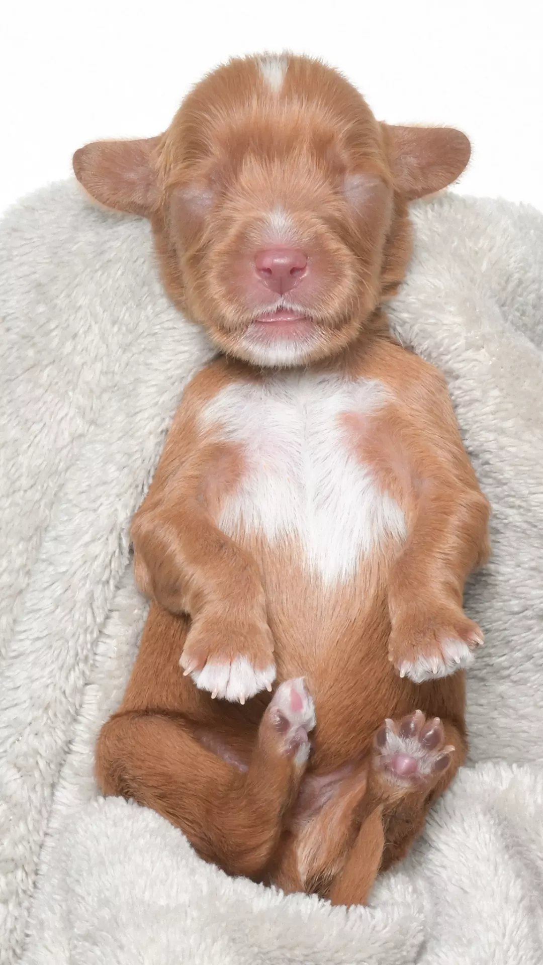 Ohana – Male #5