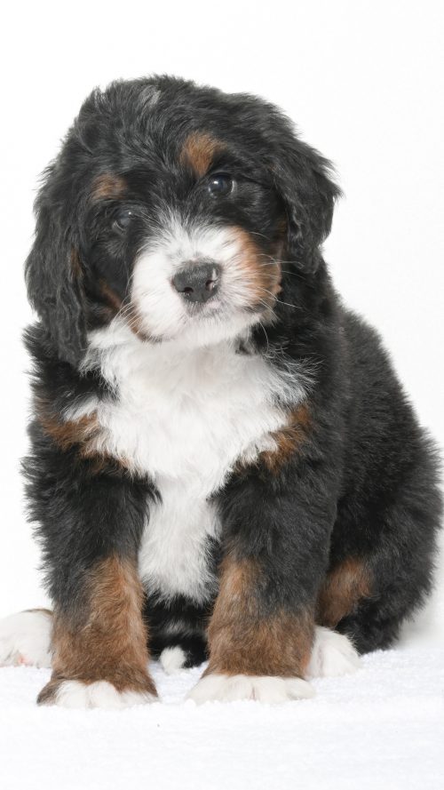 Petunia – Female #1