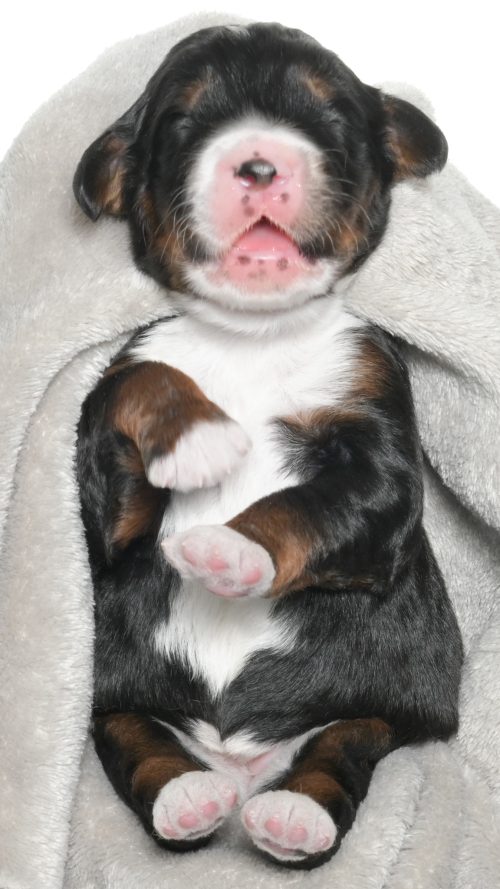 Petunia – Female #1