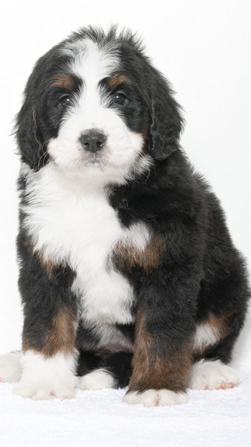 Petunia – Female #2