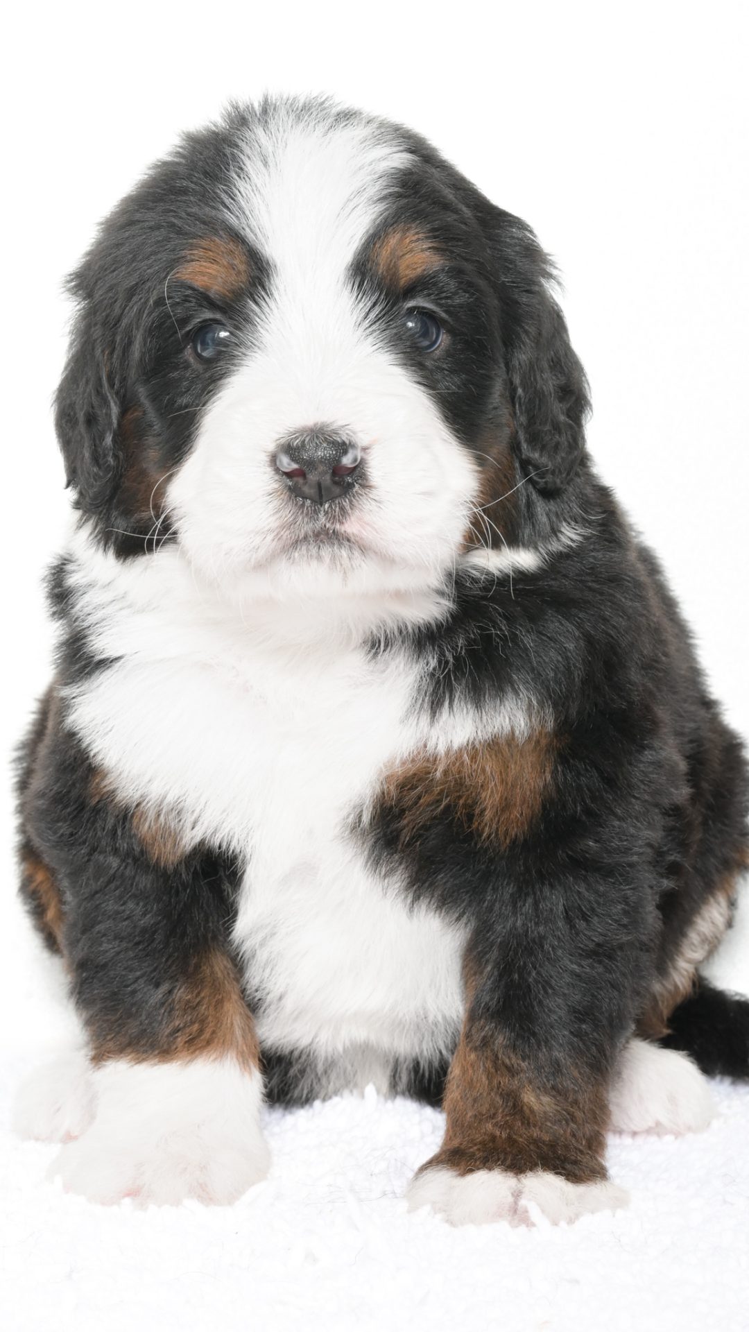 Petunia – Female #2