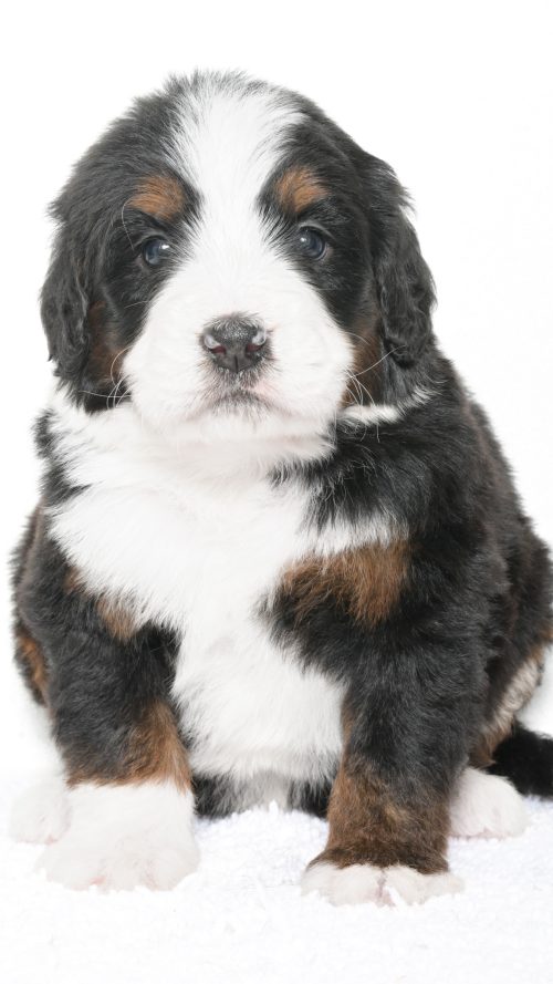 Petunia – Female #2