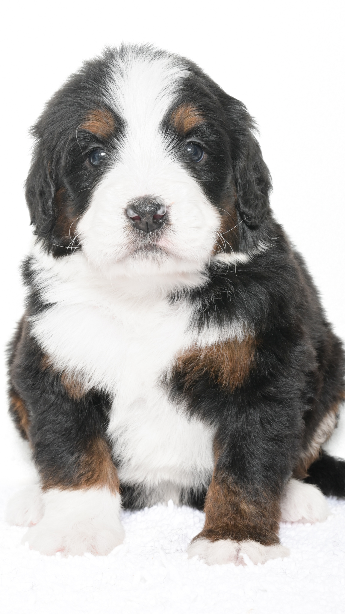 Petunia – Female #2