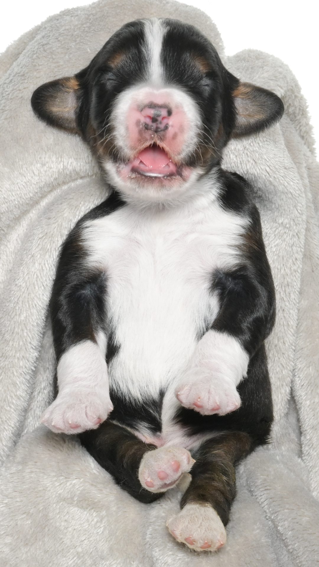 Petunia – Female #2