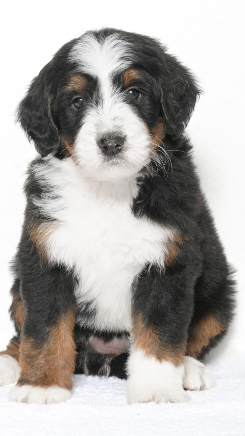 Petunia – Female #3