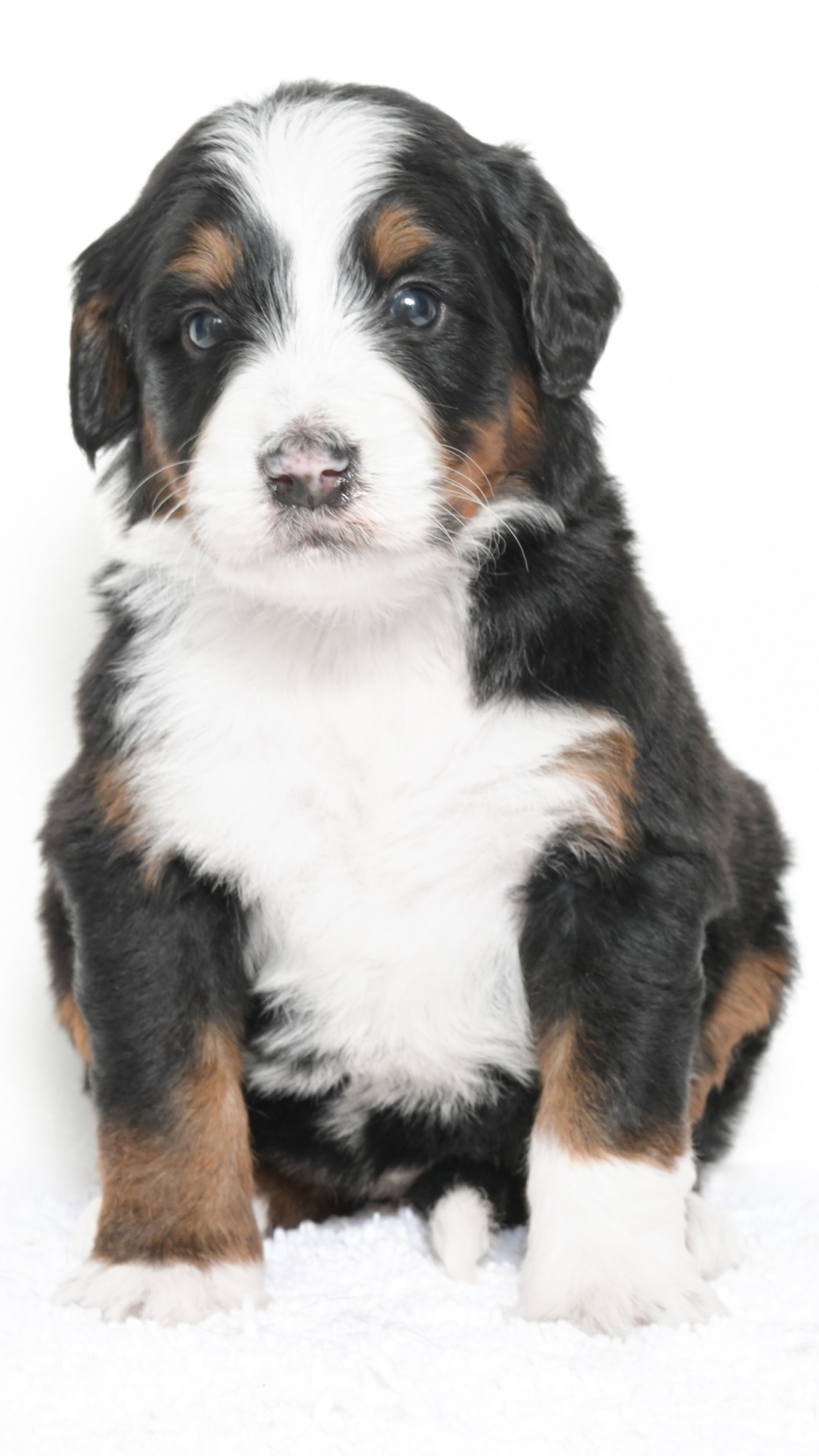 Petunia – Female #3