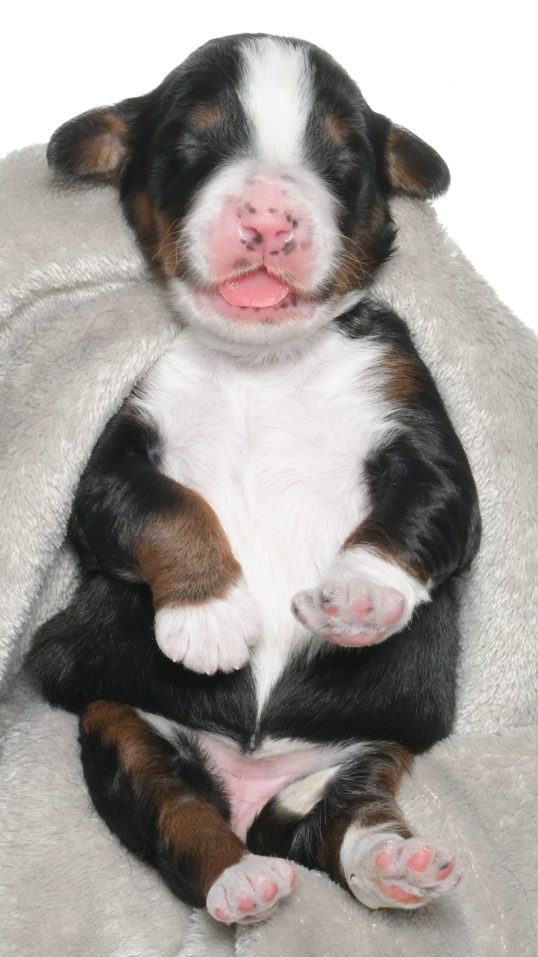 Petunia – Female #3