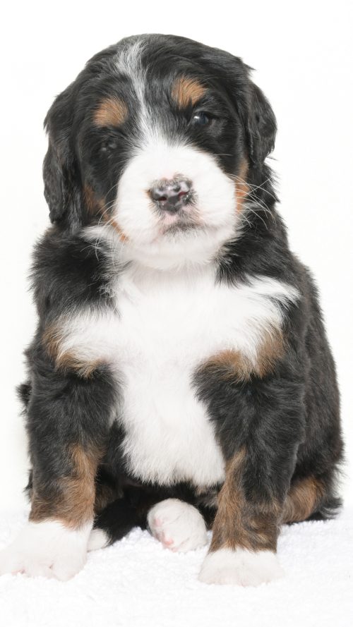 Petunia – Female #4