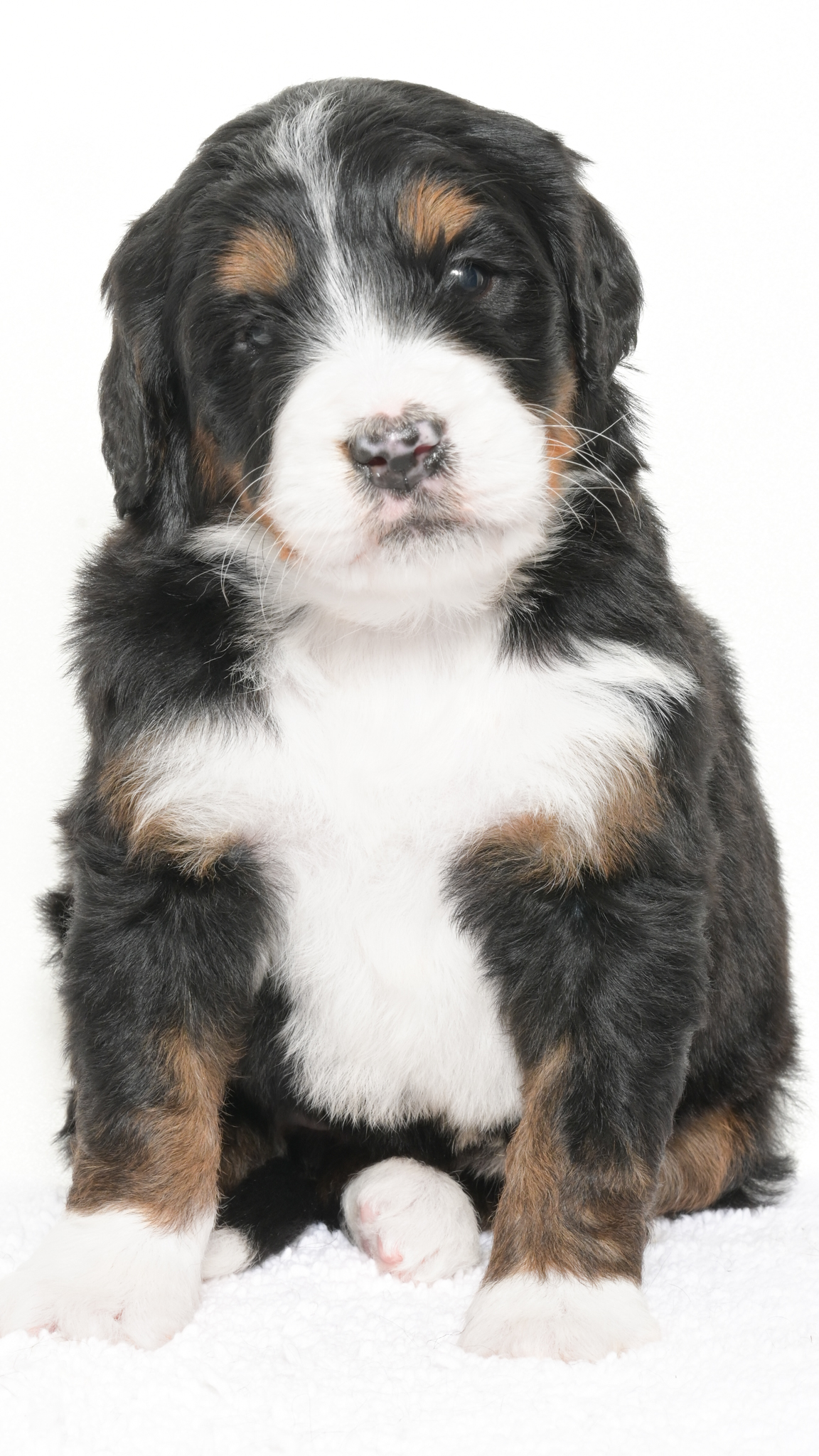 Petunia – Female #4