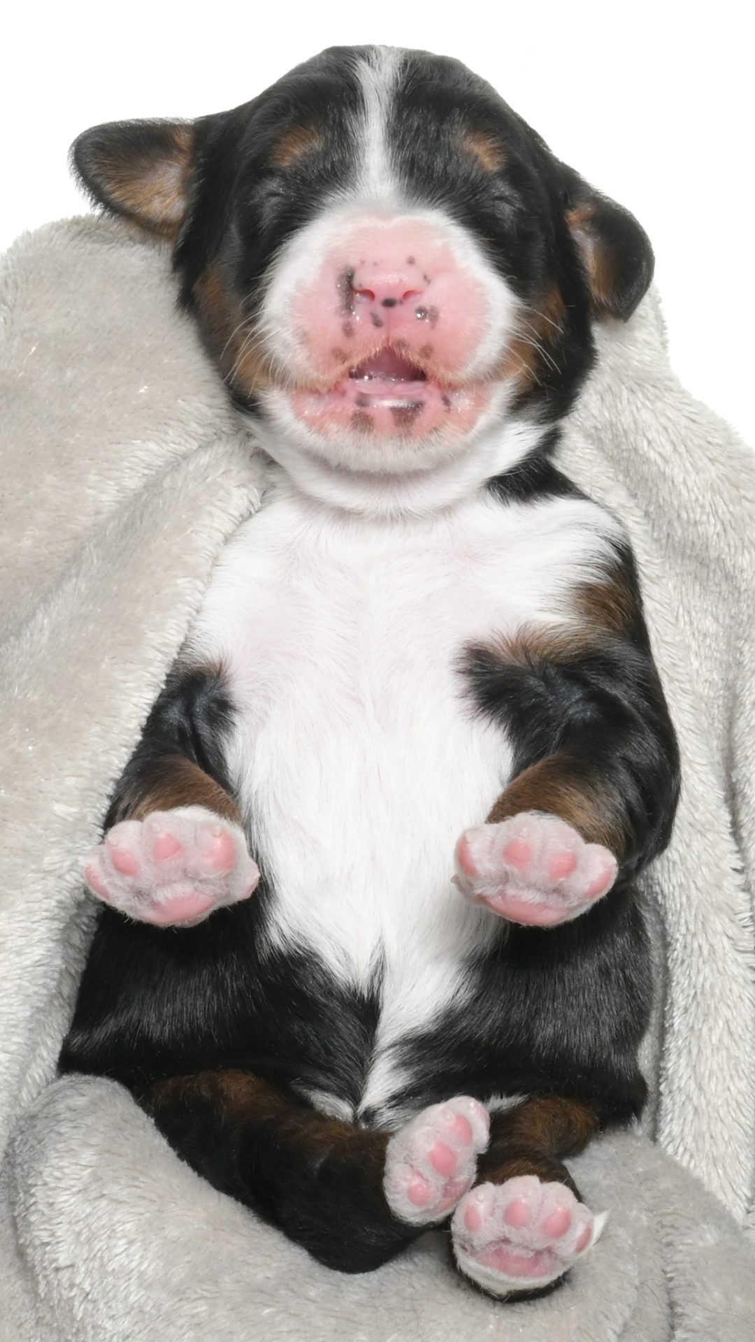 Petunia – Female #4