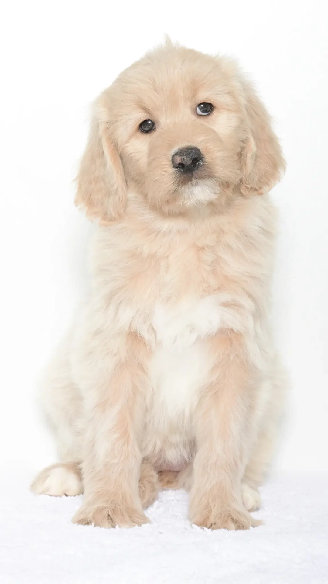 Vienna – Female #1