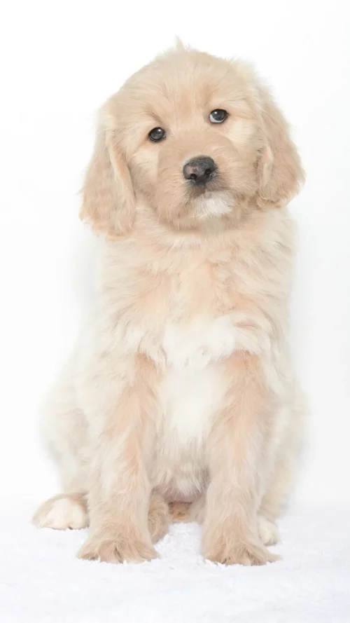 Vienna – Female #1