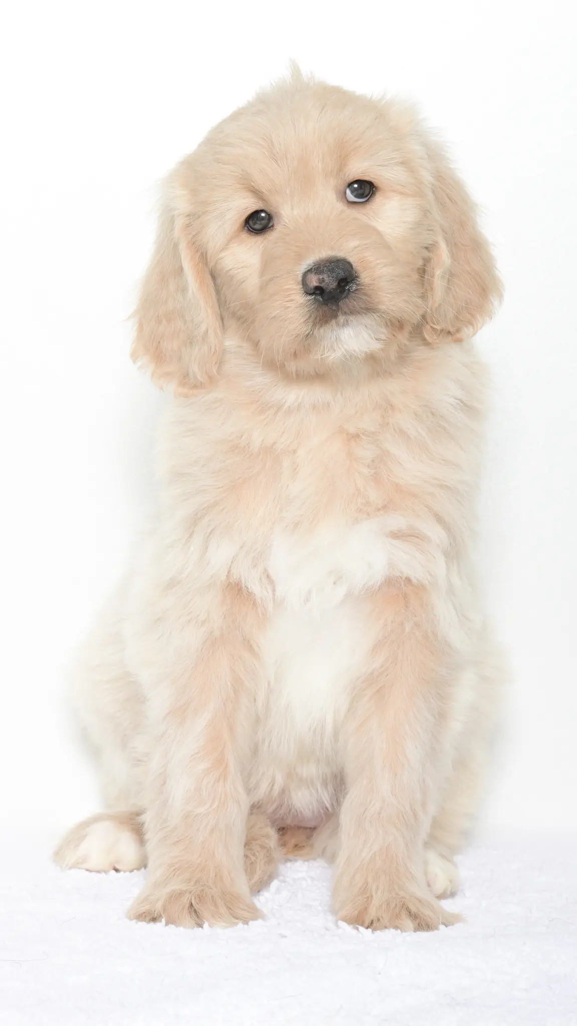 Vienna – Female #1