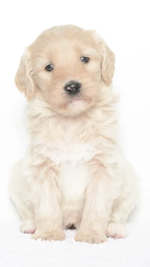 Vienna – Female #1