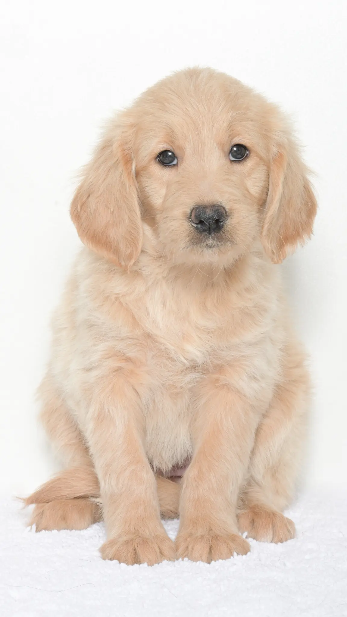 Vienna – Female #2