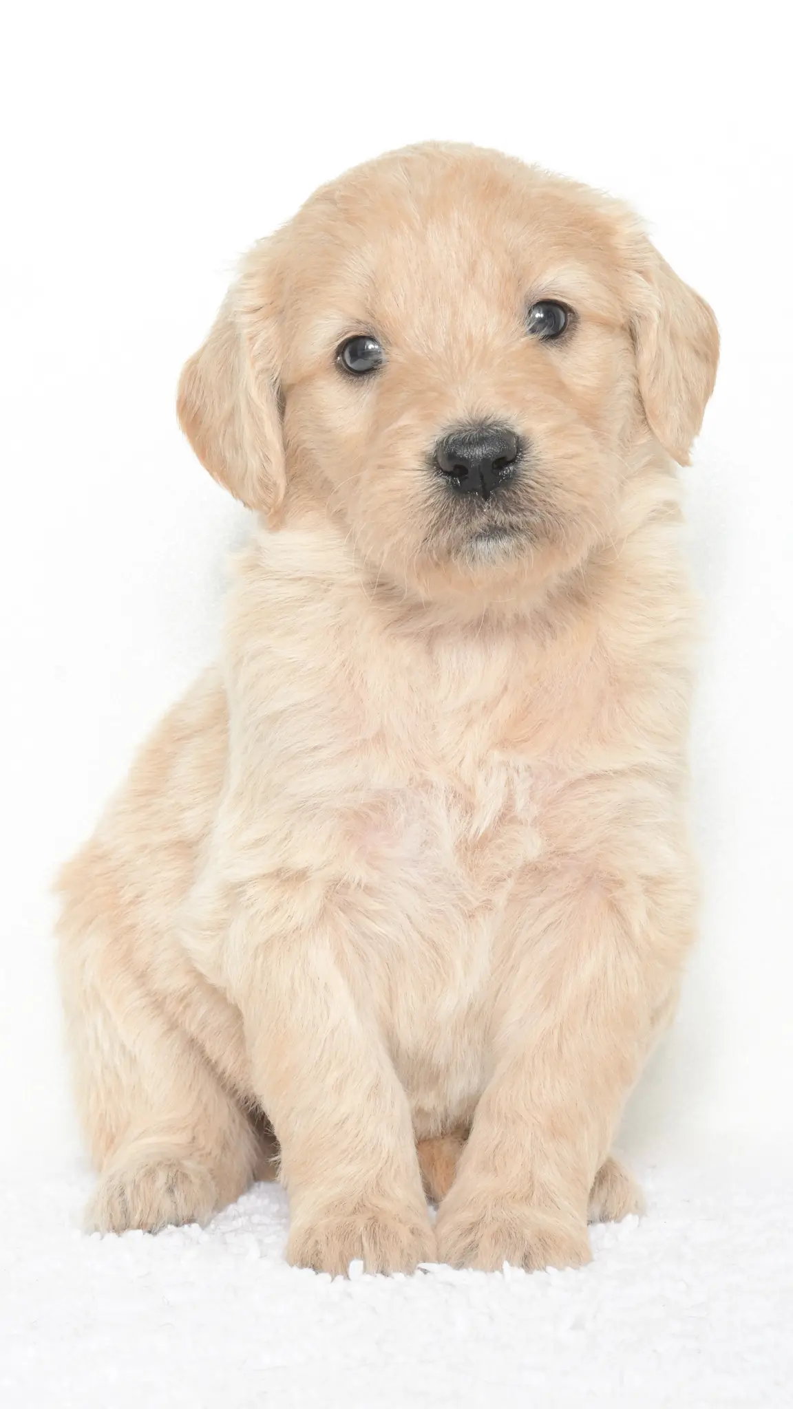 Vienna – Female #2